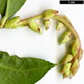 SpeciesSub: ‘Wisley Pearl’ (G.mucronata × G.shallon)
